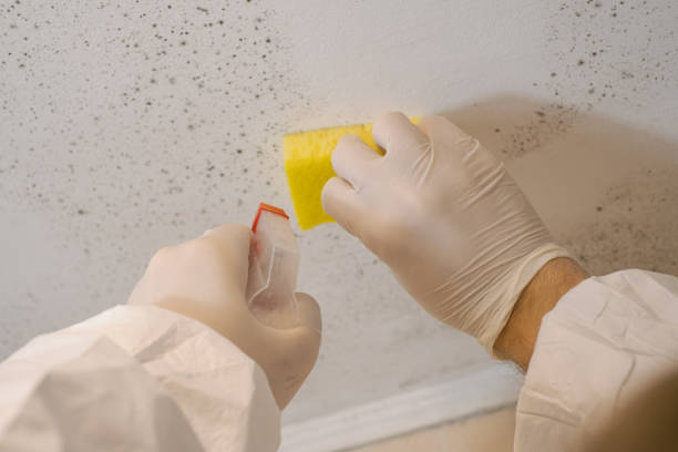 Best Mold-Related Health Consultation  in Melcher Dallas, IA