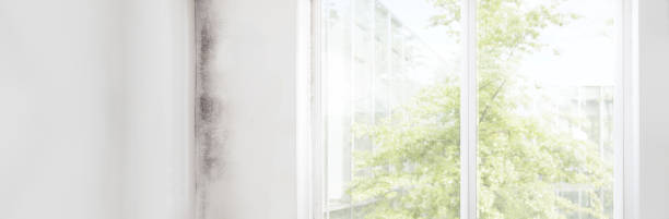 Best Black Mold Removal  in Melcher Dallas, IA