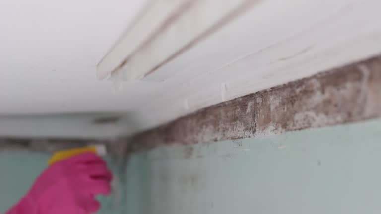 Best Emergency Mold Remediation  in Melcher Dallas, IA