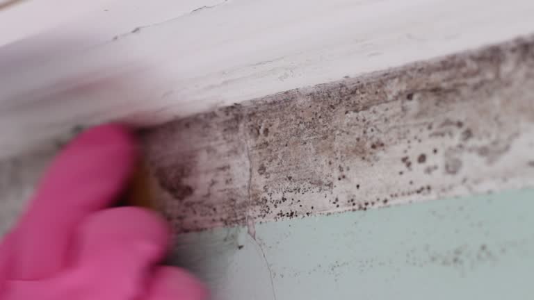 Mold Removal for HVAC Installations in Melcher Dallas, IA